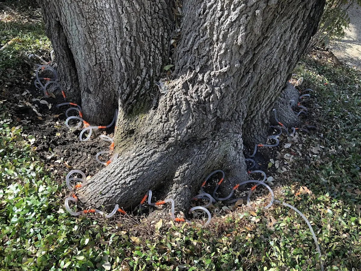 Detailed Tree Cabling and Bracing job site in Parlin