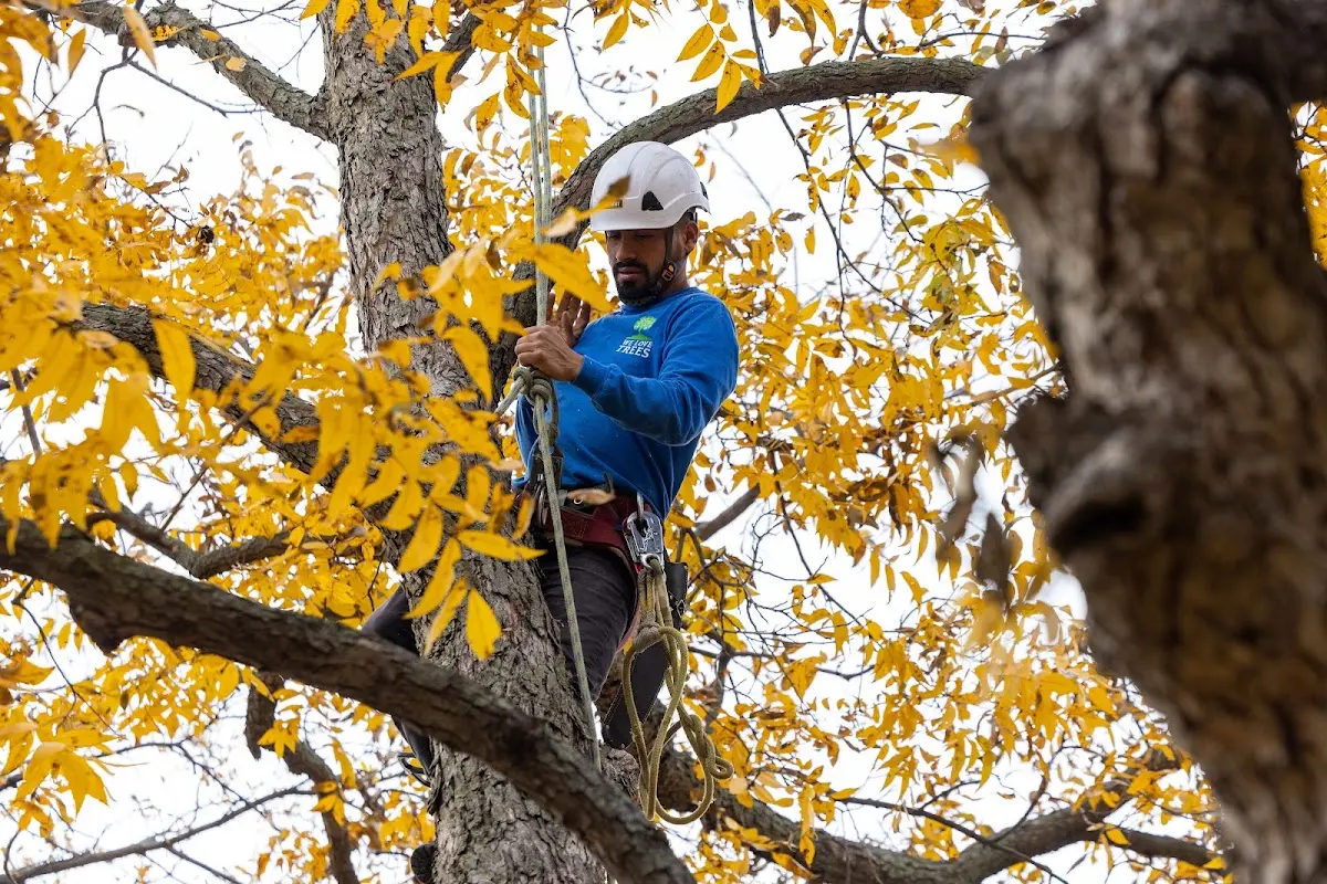 Skilled Tree Planing crew working in Parlin